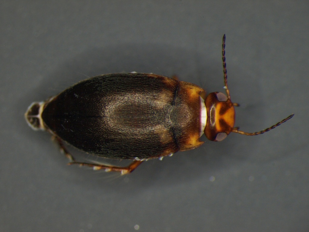 Hydroporus sp.